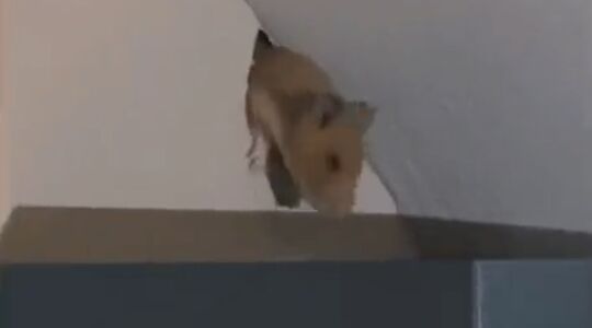 hamster