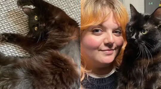 8.000 euro dierenarts kat raar