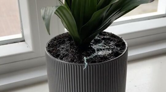 tampon in een plantenpot
