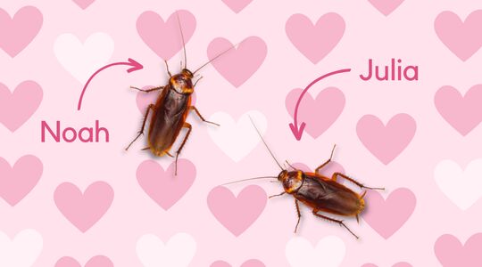 Kakkerlakken valentijn Valentijnsdag prank wraak ex
