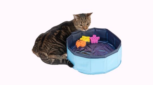 kattenzwembadje