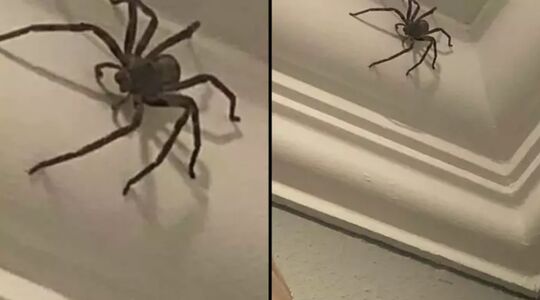 Man laat gigantische spin in huis zitten omdat hij 'm niet dood wil maken