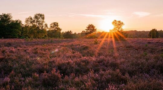 paarse heide