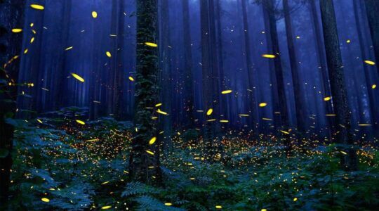 Het fenomeen “Dansende zielen van voorouders” op het eiland van Shikoku.