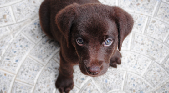 puppy-knuffelen-fem-fem