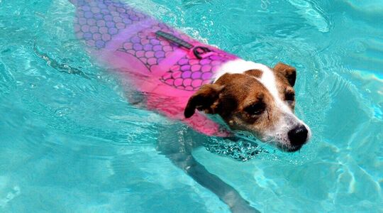 zeemeerminnen zwemvest voor honden