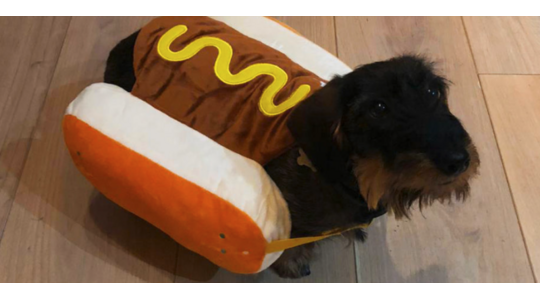 verkleedpakje voor je hond