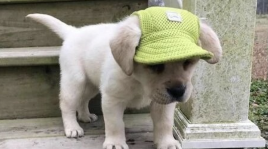 hoedje hond zon