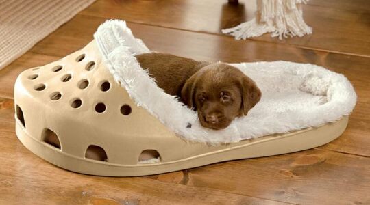 croc hondenmand hond viervoeter