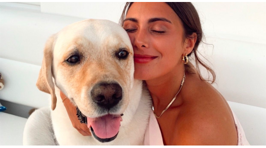 huisje hond huisdier