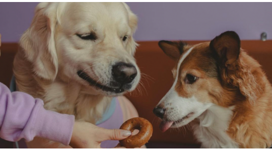 Hondencafé woof & me