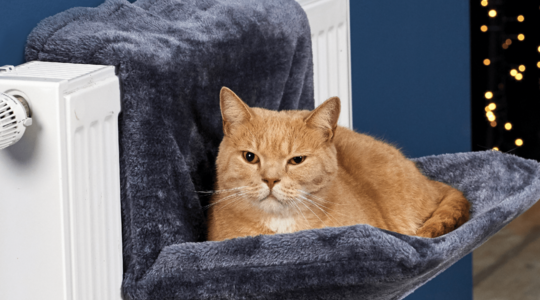 kattenhangmat