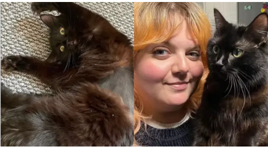 8.000 euro dierenarts kat raar