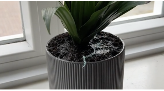 tampon in een plantenpot