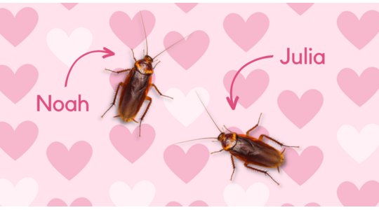 Kakkerlakken valentijn Valentijnsdag prank wraak ex