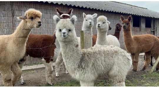 high tea met alpaca's