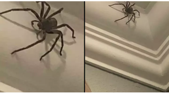 Man laat gigantische spin in huis zitten omdat hij 'm niet dood wil maken