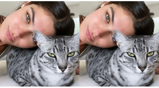 kattennaam