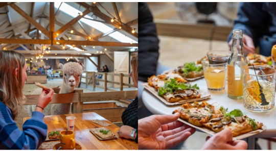 pizza-proeverij-alpacas