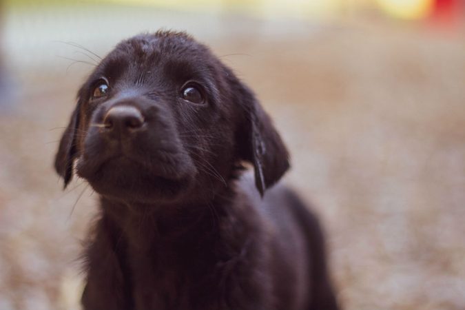 Je kunt puppies adopteren die te lief zijn om politiehond te worden