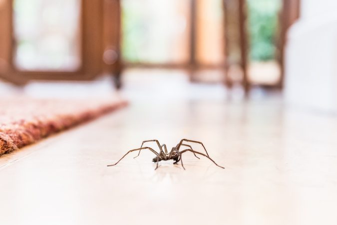 Oh no! De spinnen zijn dit jaar groter dan ooit