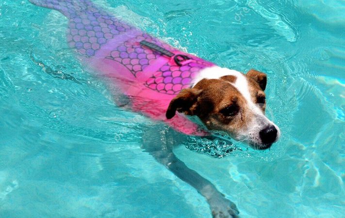 zeemeerminnen zwemvest voor honden