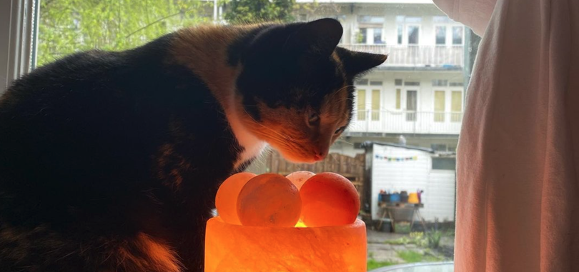 Bewezen: katten helpen bij het verdrijven van boze geesten