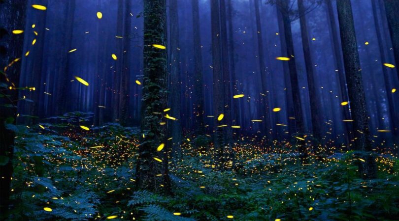 Het fenomeen “Dansende zielen van voorouders” op het eiland van Shikoku.